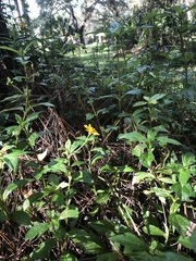 Sphagneticola calendulacea