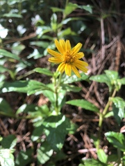 Sphagneticola calendulacea