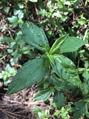 Sphagneticola calendulacea