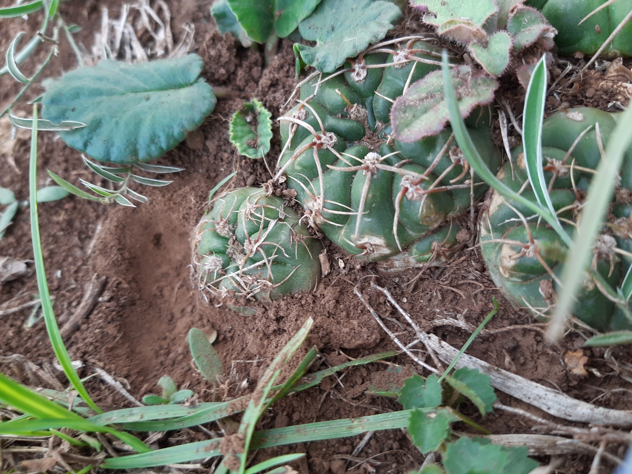 Gymnocalycium hyptiacanthum | Botanico Hub