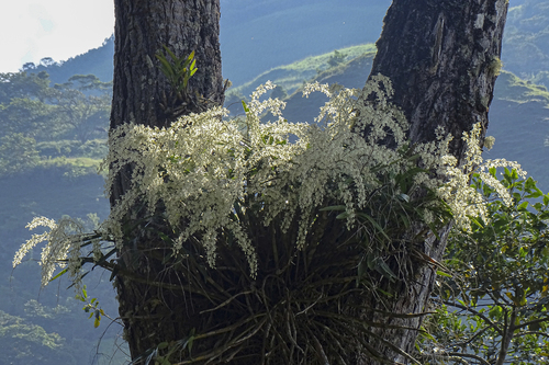 Epidendrum purum