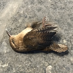 Troglodytes hiemalis