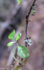 Coprosma pedicellata