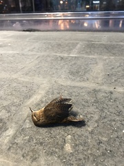 Troglodytes hiemalis