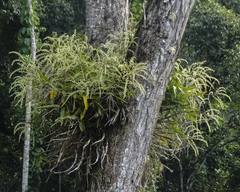Epidendrum purum, photograph (c) biped_cub, some rights reserved (CC BY)