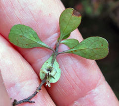 Coprosma pedicellata
