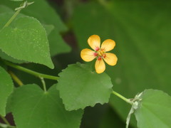 Abutilon trisulcatum
