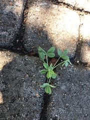 Lupinus texensis