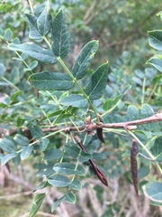 Caragana arborescens