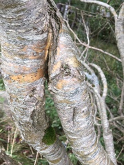 Caragana arborescens