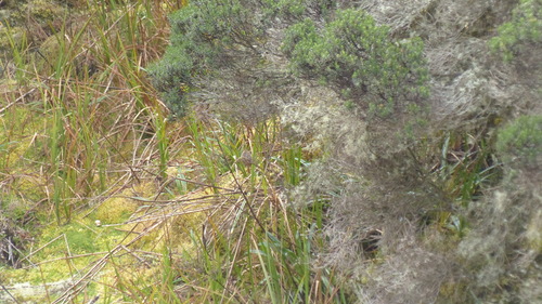 Apolinar's Wren (Cistothorus apolinari), photo 5