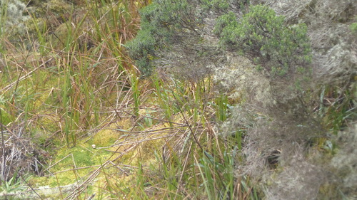 Apolinar's Wren (Cistothorus apolinari), photo 7