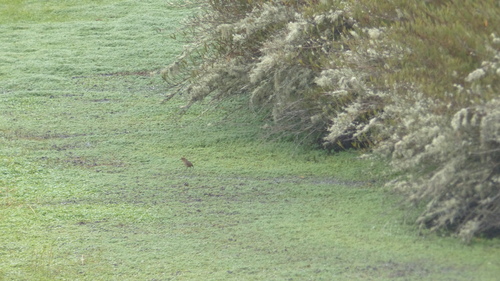 Boyaca Antpitta (Grallaria alticola), photo 7