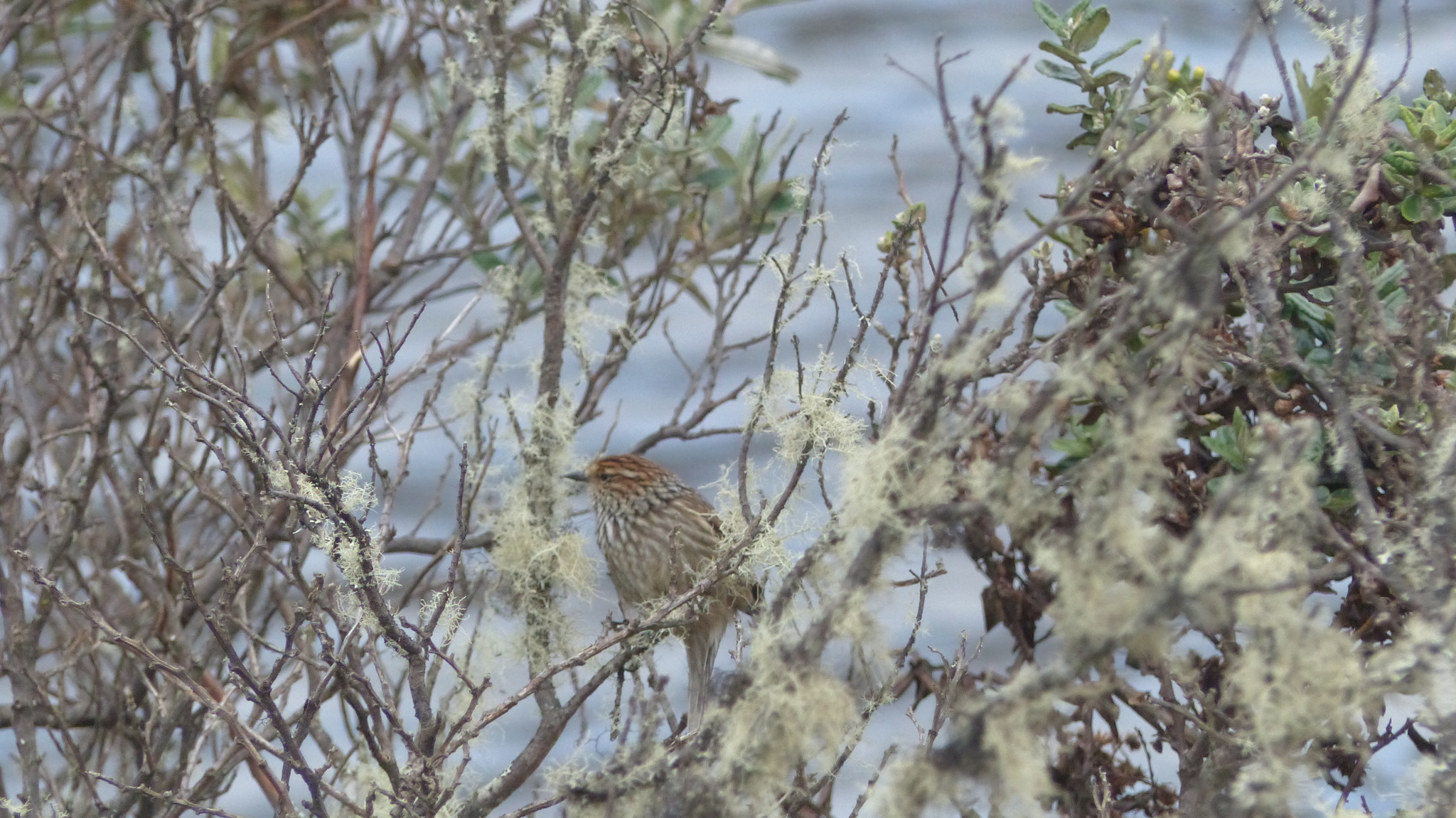 Many-striped Canastero (Asthenes flammulata), photo 7