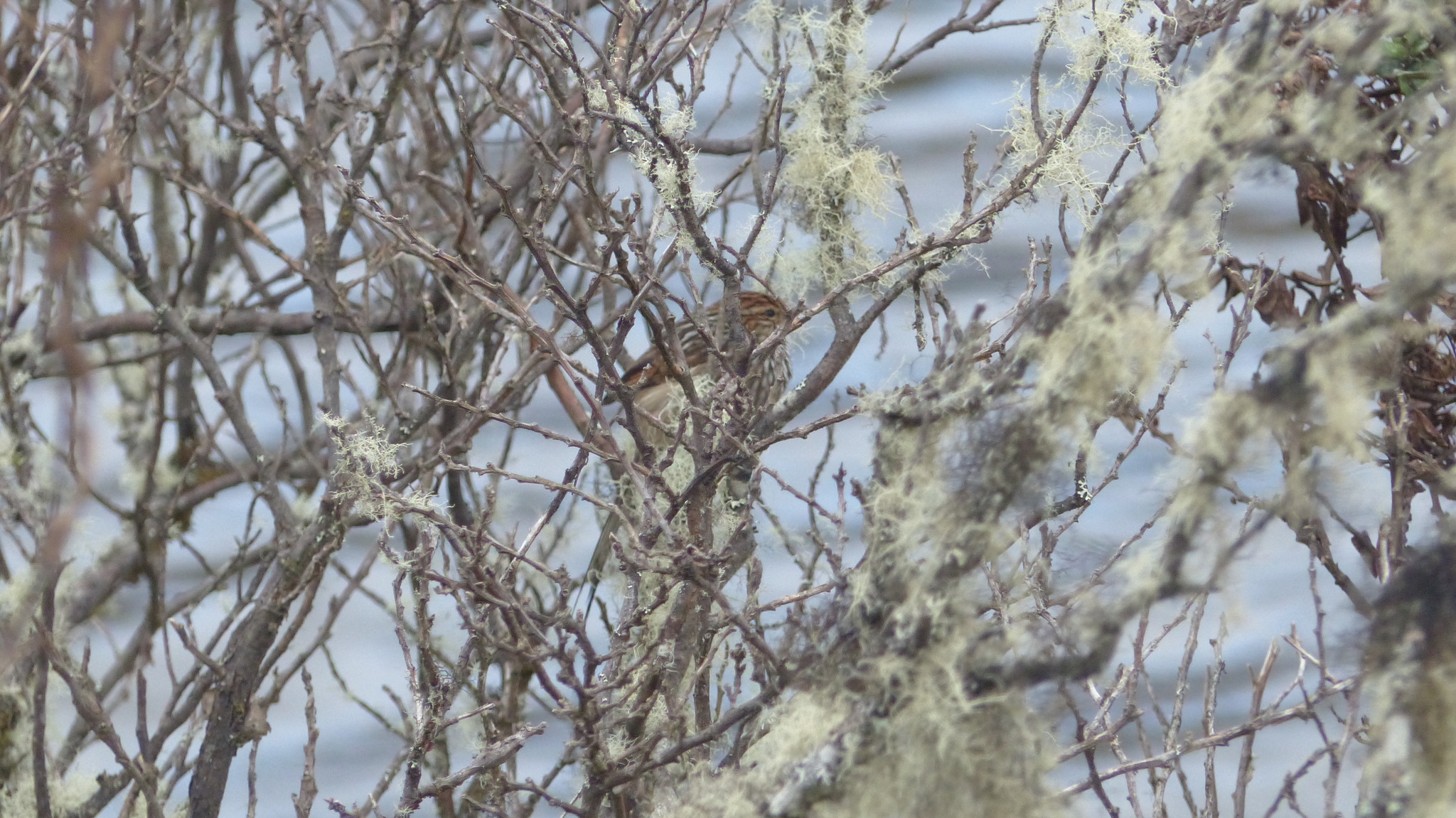 Many-striped Canastero (Asthenes flammulata), photo 8
