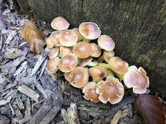 Basidiomycota