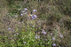 Danaus plexippus