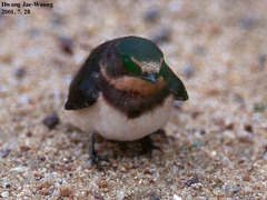 Hirundo rustica gutturalis
