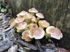 Basidiomycota