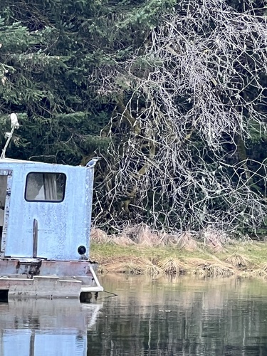 Belted kingfisher perched near the waters of the Glasgow Creek–Greene Point landscape.