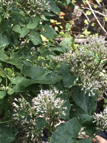 Mikania scandens image