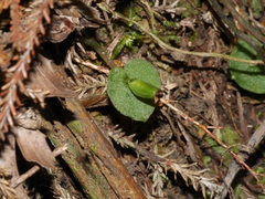 Corybas rotundifolius