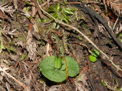 Corybas rotundifolius