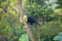 Ramphastos sulfuratus image