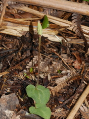 Corybas rotundifolius