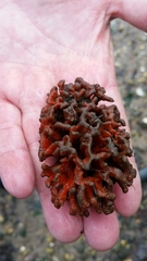 Clathria prolifera