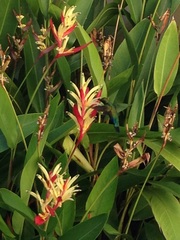 Anthracothorax viridis