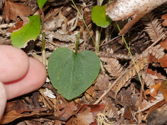 Corybas rotundifolius