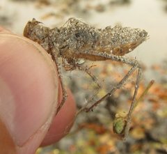 Phyllomacromia overlaeti