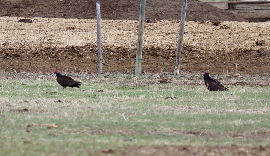 Turkey Vulture from South Pandosy K.L.O., Kelowna, BC, Canada on