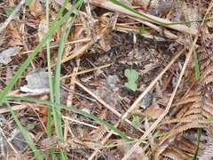 Corybas rotundifolius