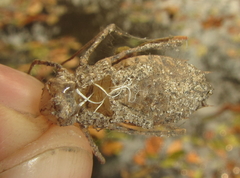 Phyllomacromia overlaeti