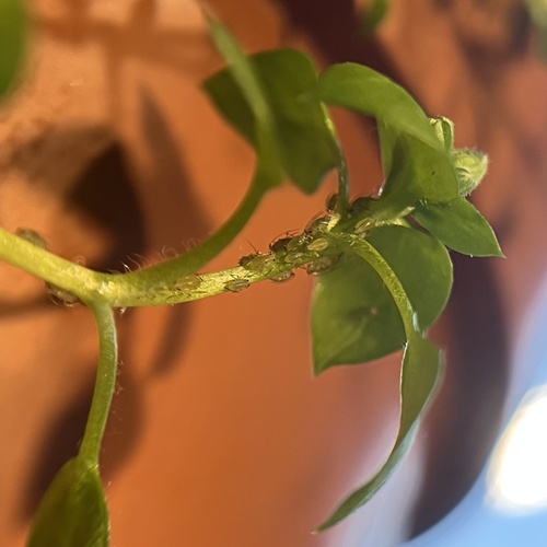 Shallot aphid