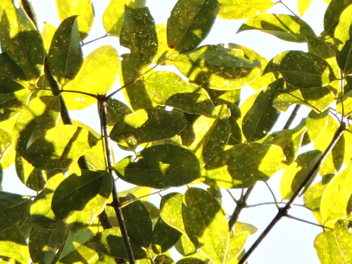Platymiscium floribundum, photograph 6