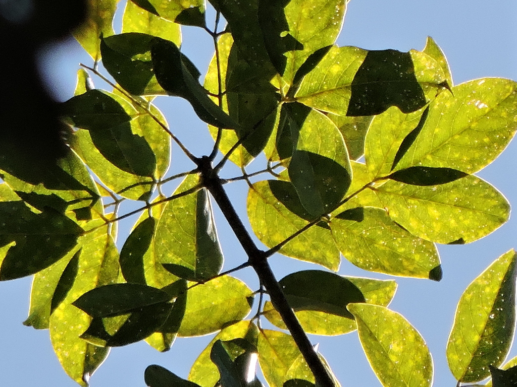 Platymiscium floribundum; photograph (c) Fabrício Mil Homens Riella, some rights reserved (CC BY)