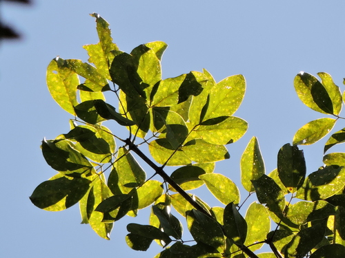 Platymiscium floribundum, photograph 5