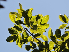 (c) Fabrício Mil Homens Riella, some rights reserved (CC BY) Platymiscium floribundum, photograph (c) Fabrício Mil Homens Riella, some rights reserved (CC BY)