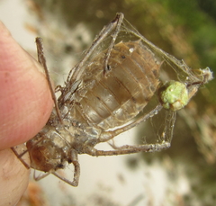 Phyllomacromia overlaeti