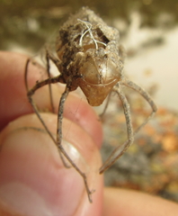 Phyllomacromia overlaeti