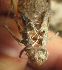 Phyllomacromia overlaeti