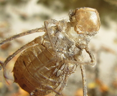 Phyllomacromia overlaeti