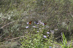 Danaus plexippus