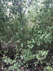 Baccharis halimifolia image