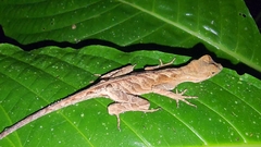 Yellow-Tongued Anole photo 3