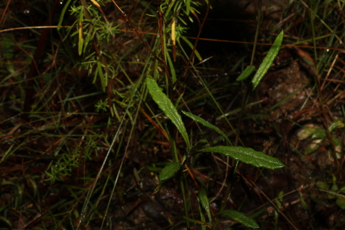 Image of Senecio prenanthoides by (c) Greg Tasney, some rights reserved (CC BY-SA)