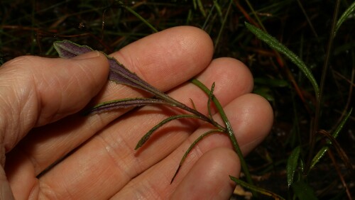 Image of Senecio prenanthoides by (c) Greg Tasney, some rights reserved (CC BY-SA)